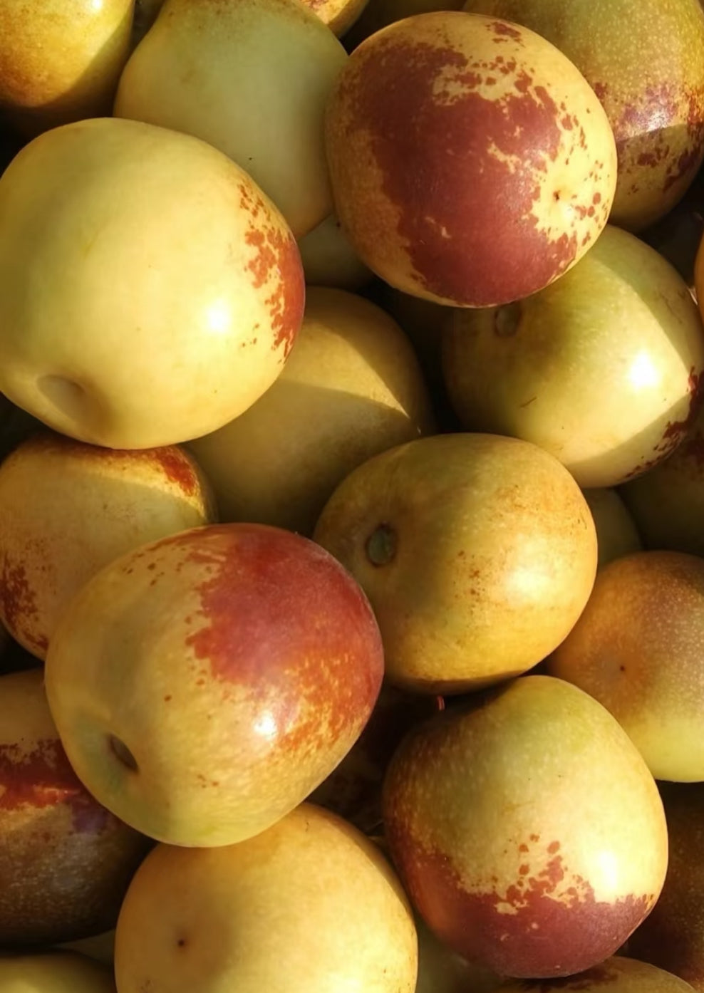 GC-本地冬枣 2磅