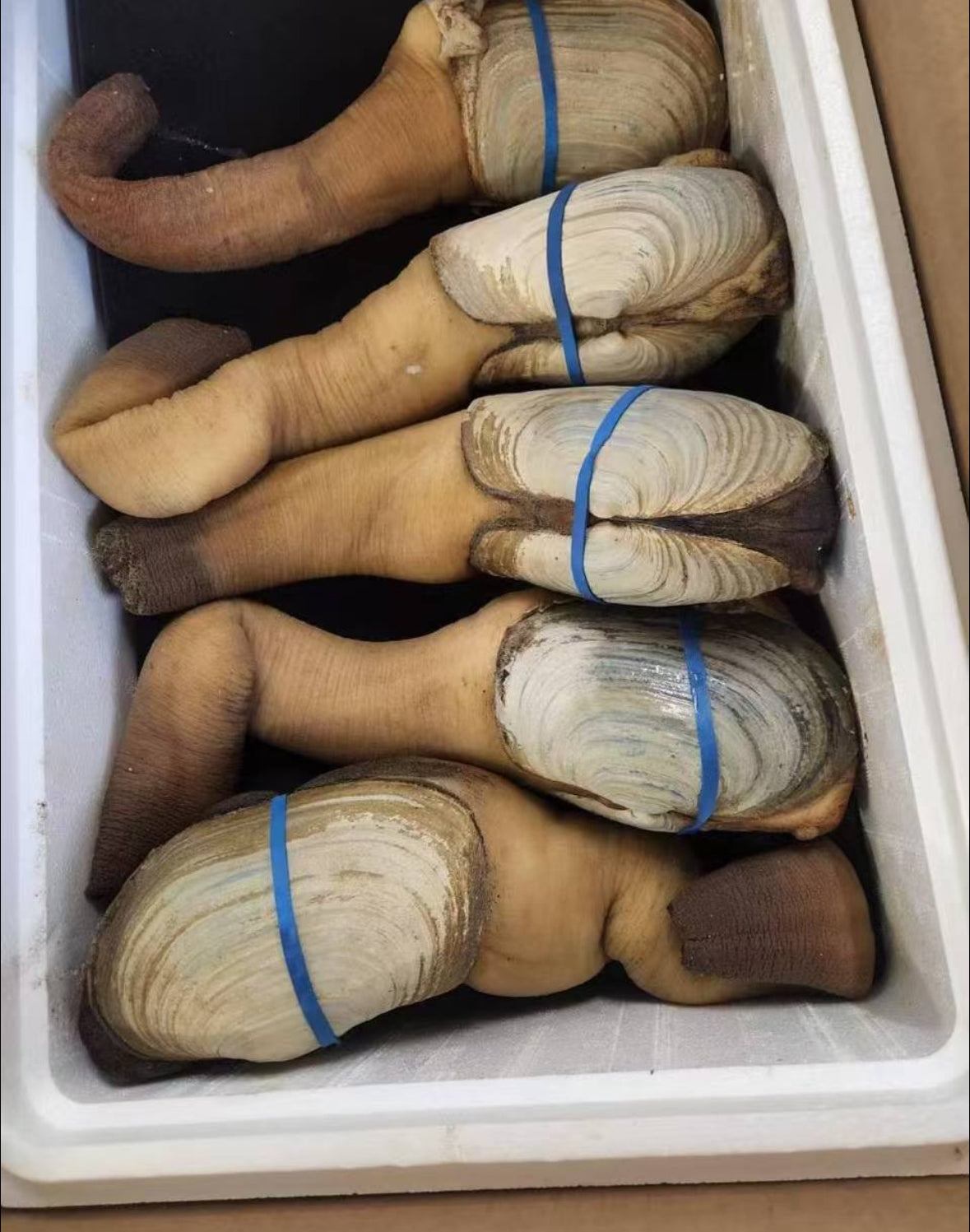 阿拉斯加野生象拔蚌 2磅 多除少补