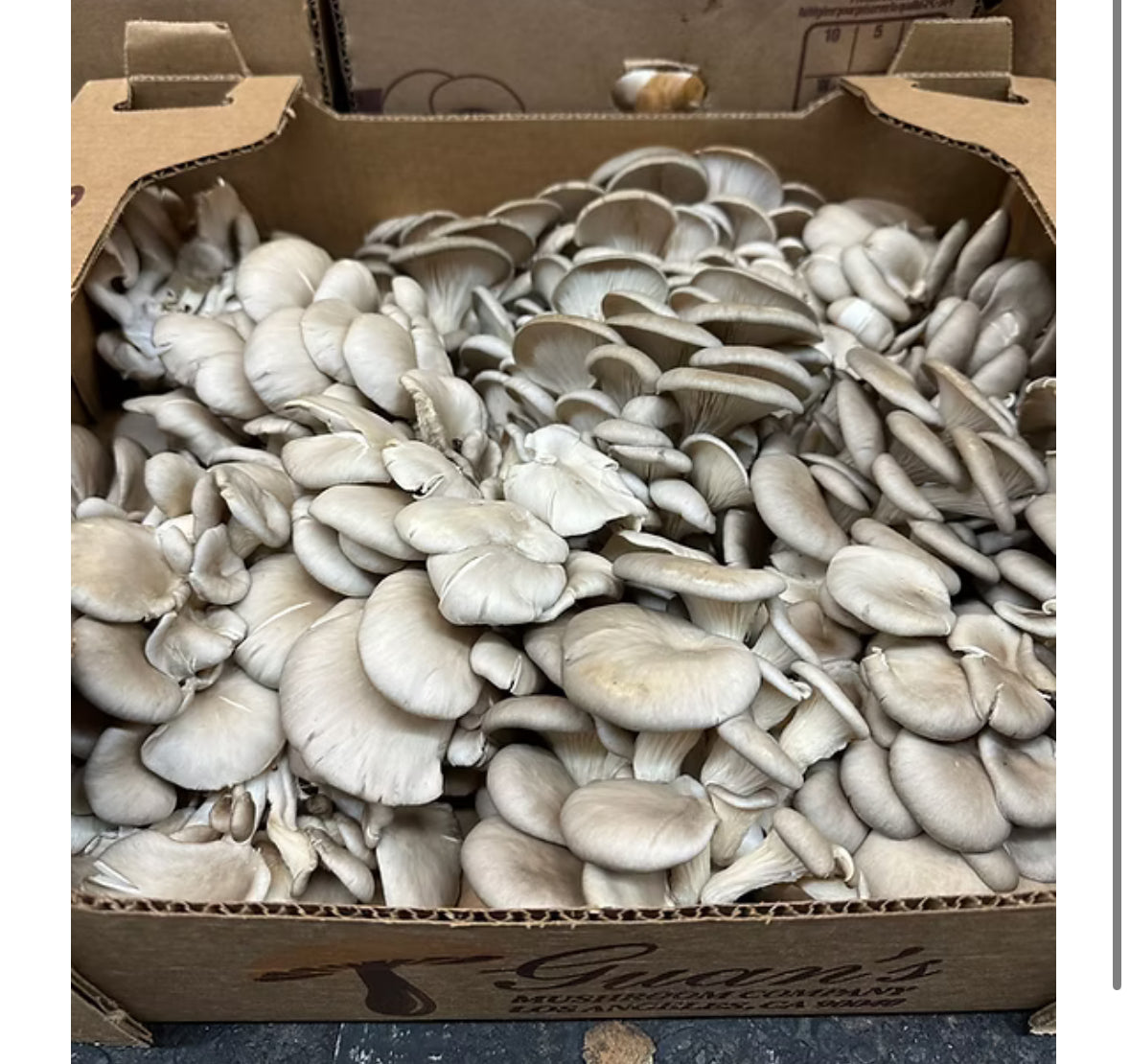Gift Card Oyster Mushrooms 1lb