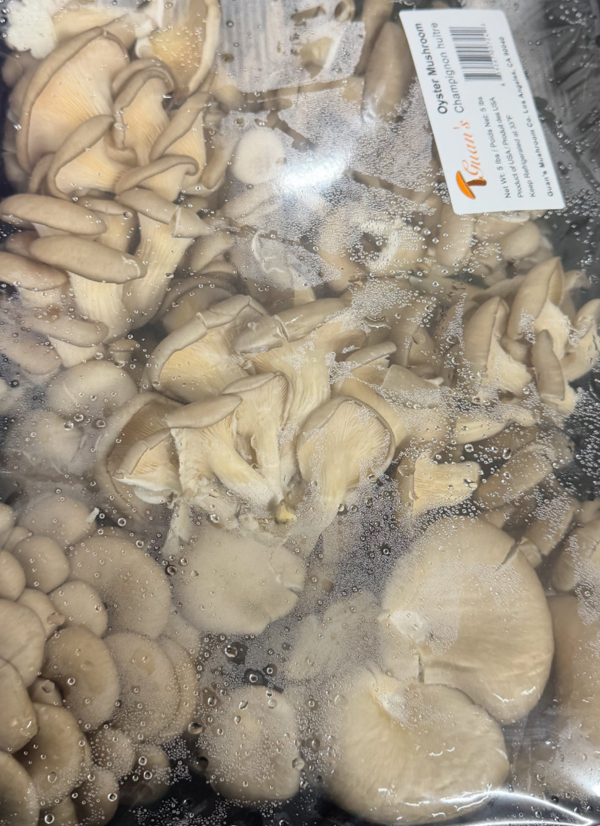 GC-美国蚝菇 1磅