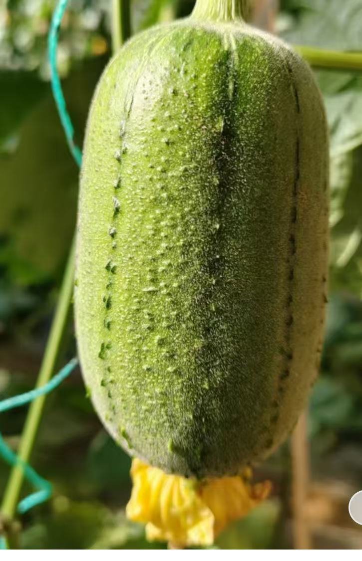 蔬菜专属卡-苹果丝瓜 1磅