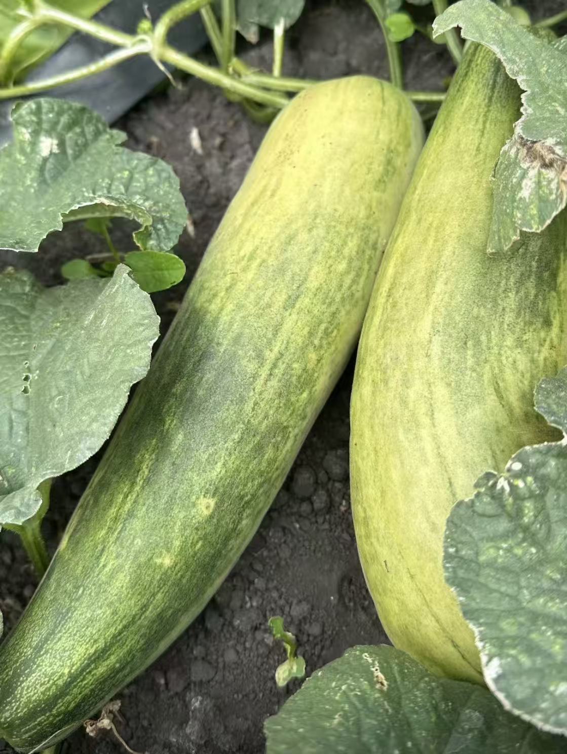 本地农场羊角蜜 2lbs