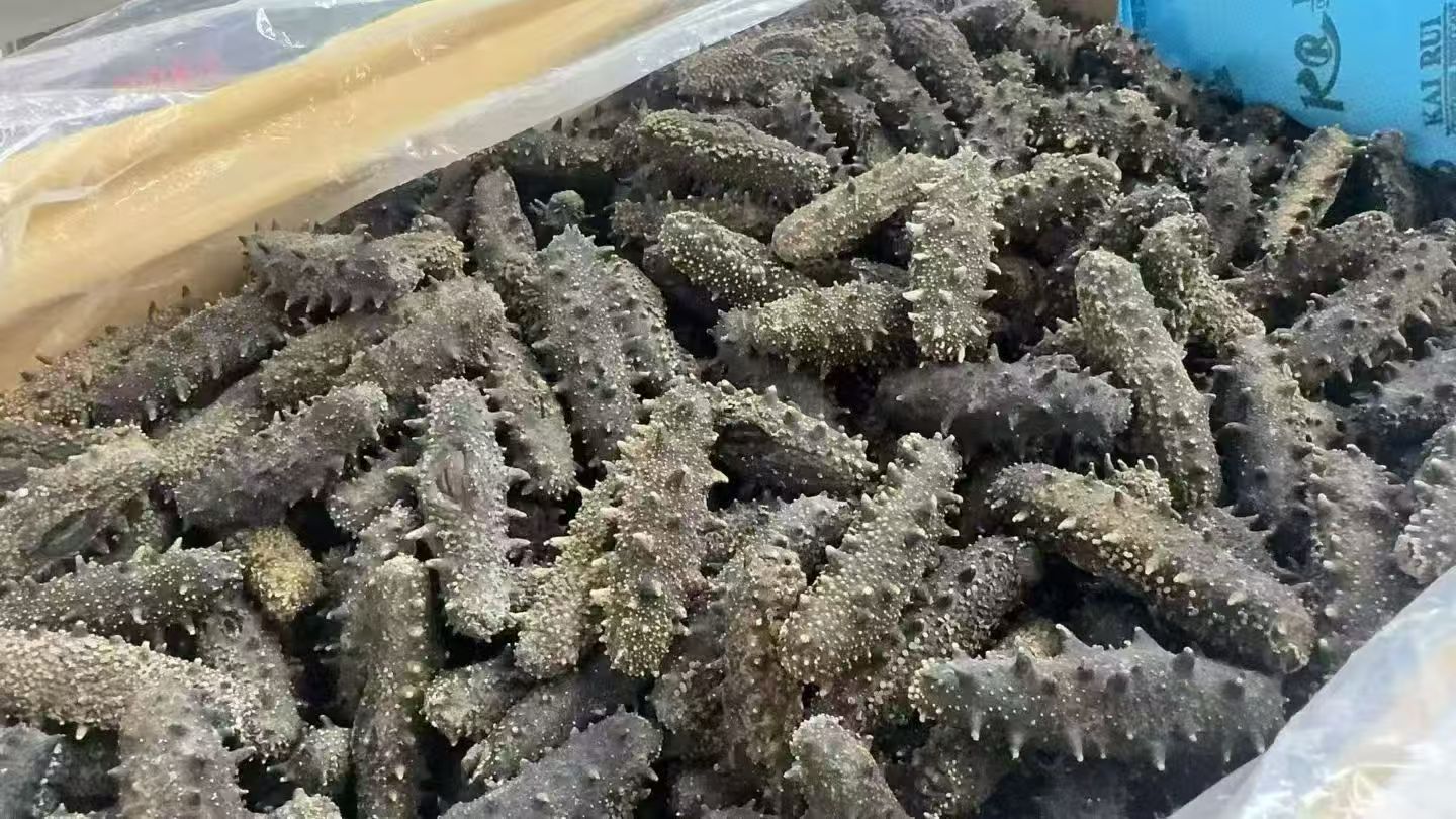 满天星辽宁刺参 1磅