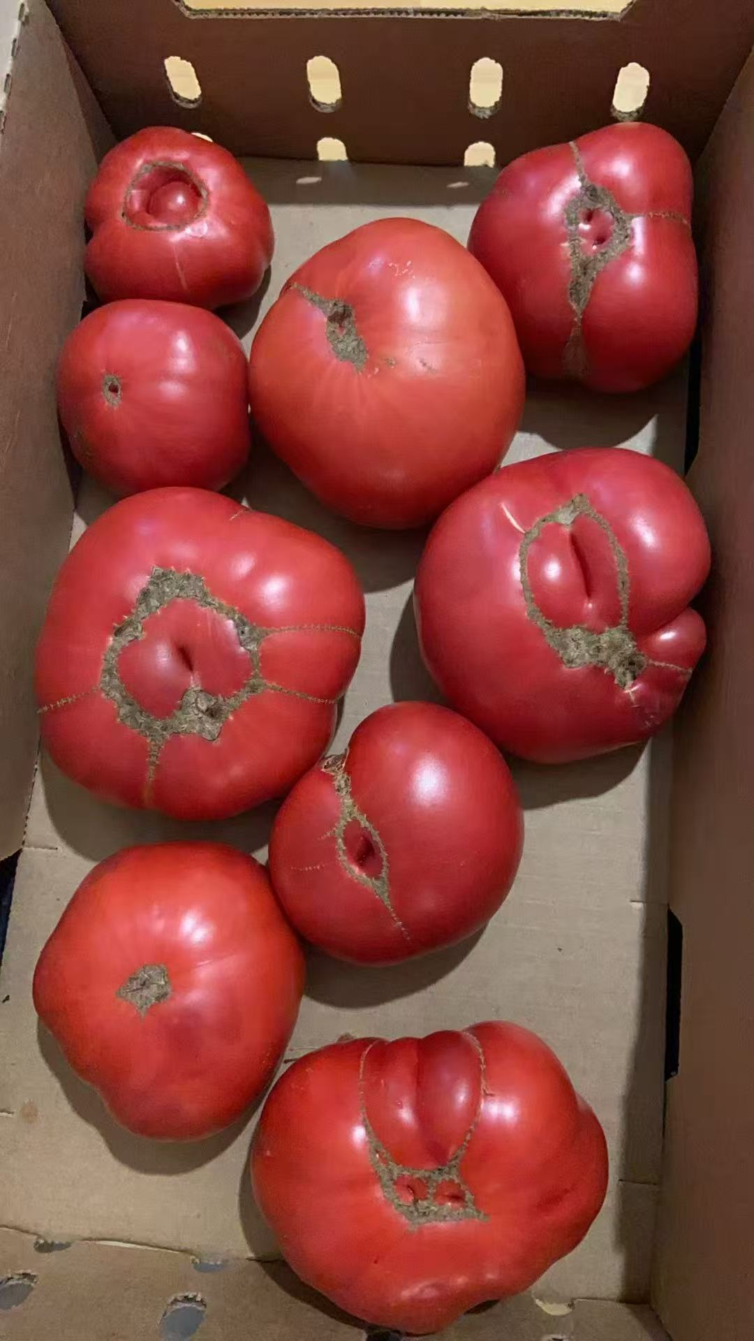 复古番茄🍅 5磅