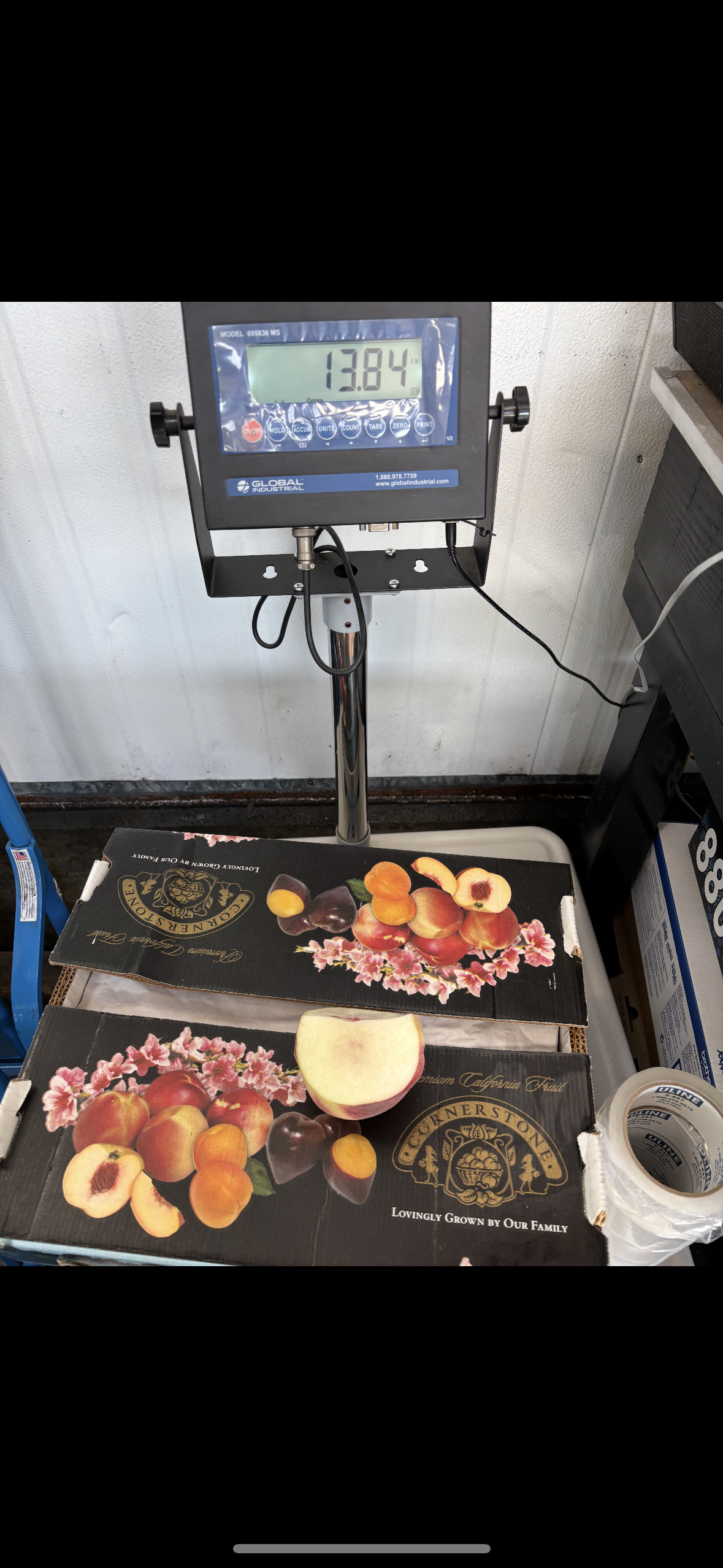 GC-Giant Peach 13lbs