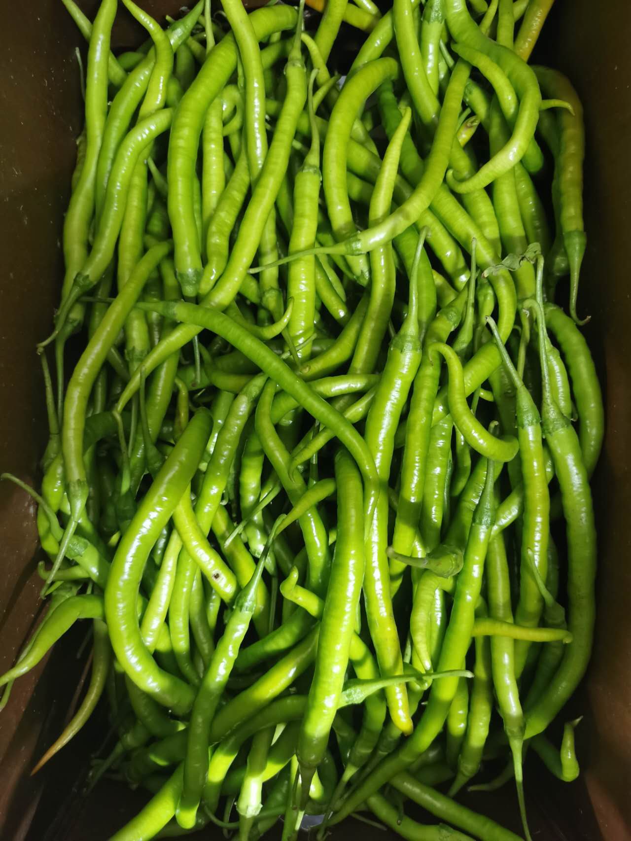 二荆条线椒 1磅