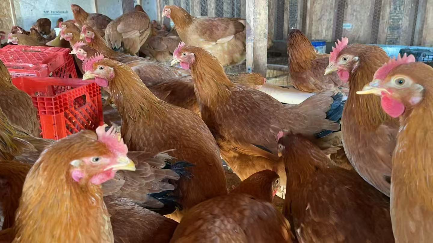 GC-Chicken 10months 1个(天然散养)
