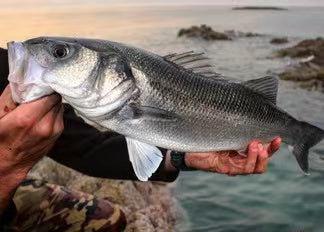 Wild caught 冰冻海鲈鱼 1.5磅左右 周六到货