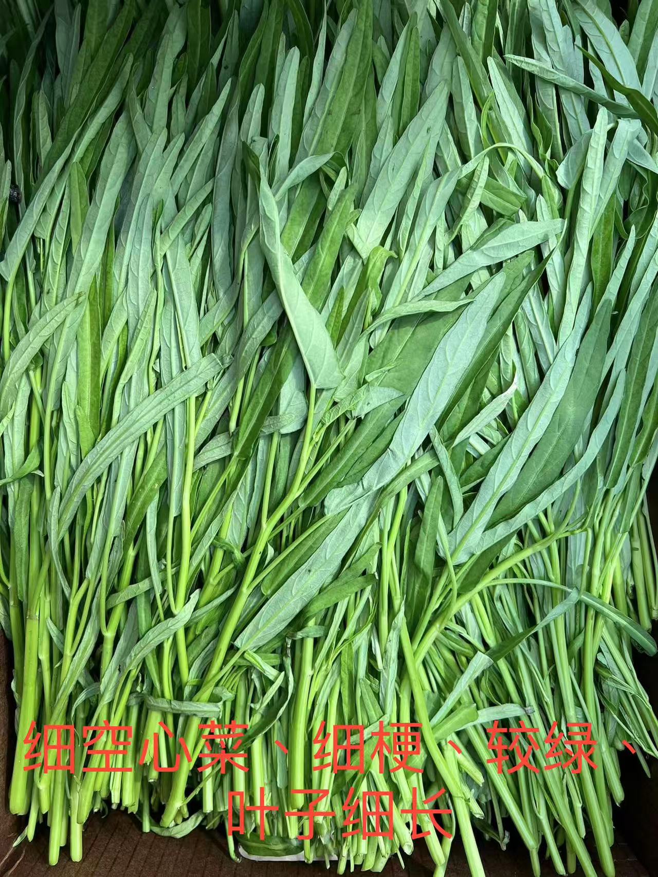 GC-细空心菜 2磅