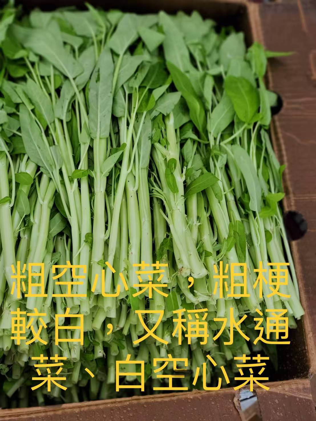 GC-粗空心菜 2磅