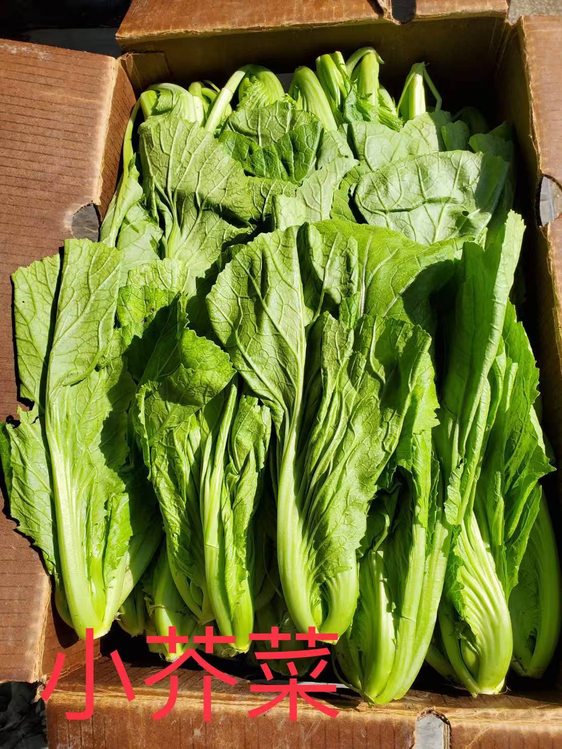 GC-小芥菜 2磅