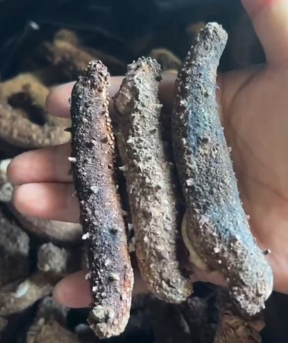 Alaska A级野生红海参 1磅