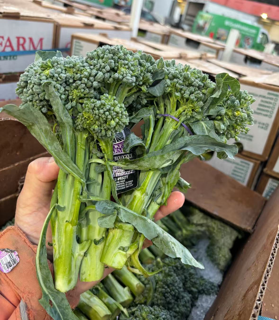 GC-有机西兰花苔 8扎