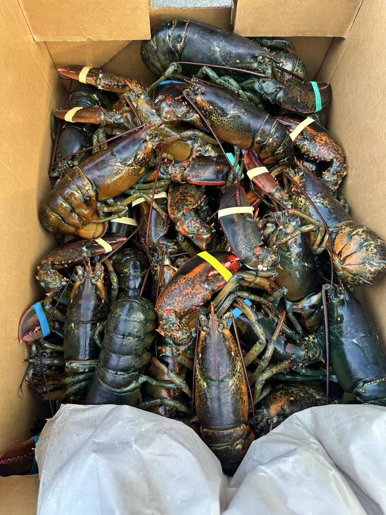 Lobster Small 5磅 大概2-3只