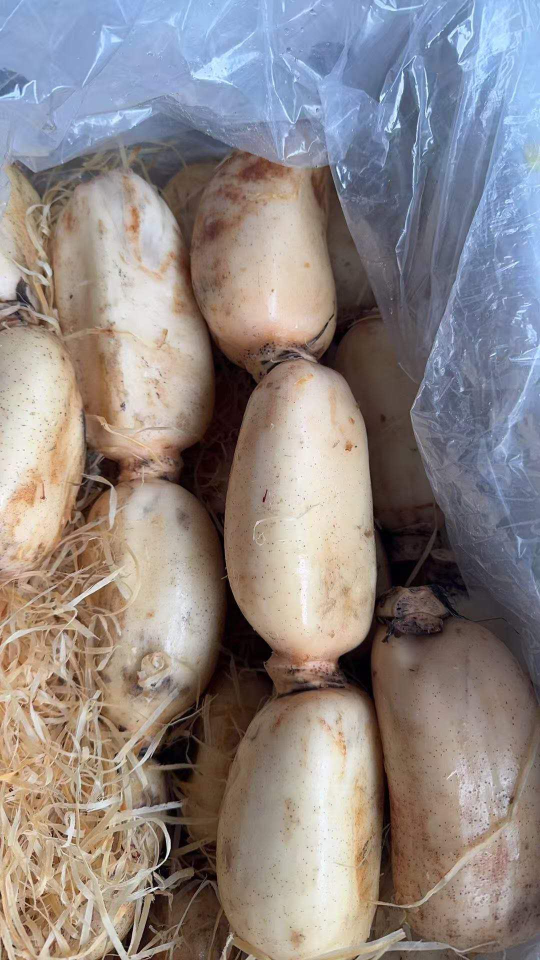 超市价 中国莲藕 1磅