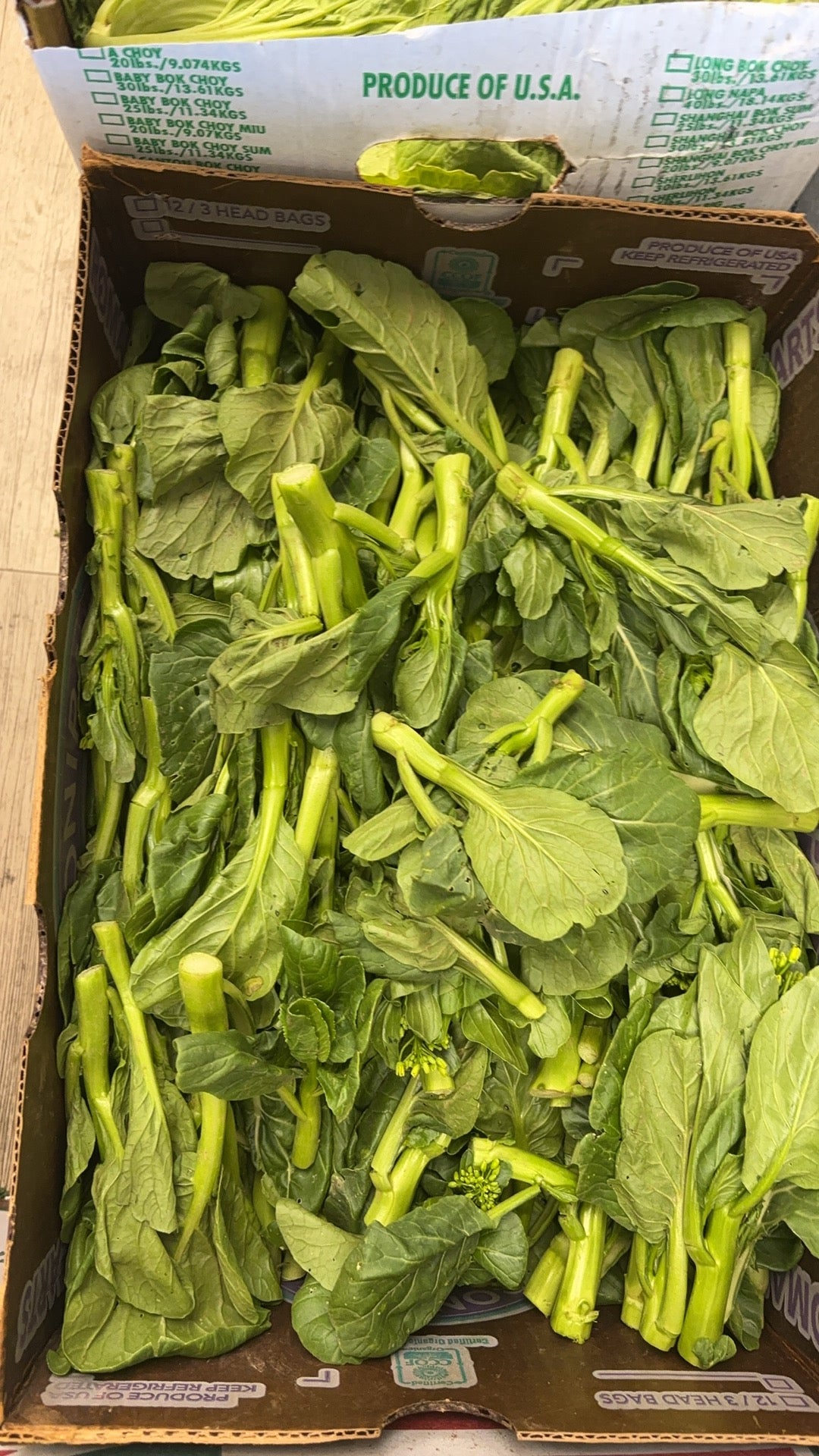 油菜苗