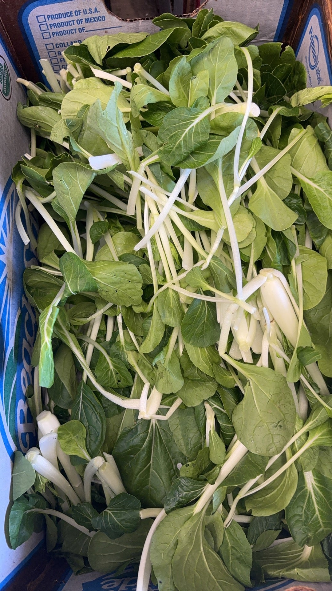 鸡毛菜 1磅