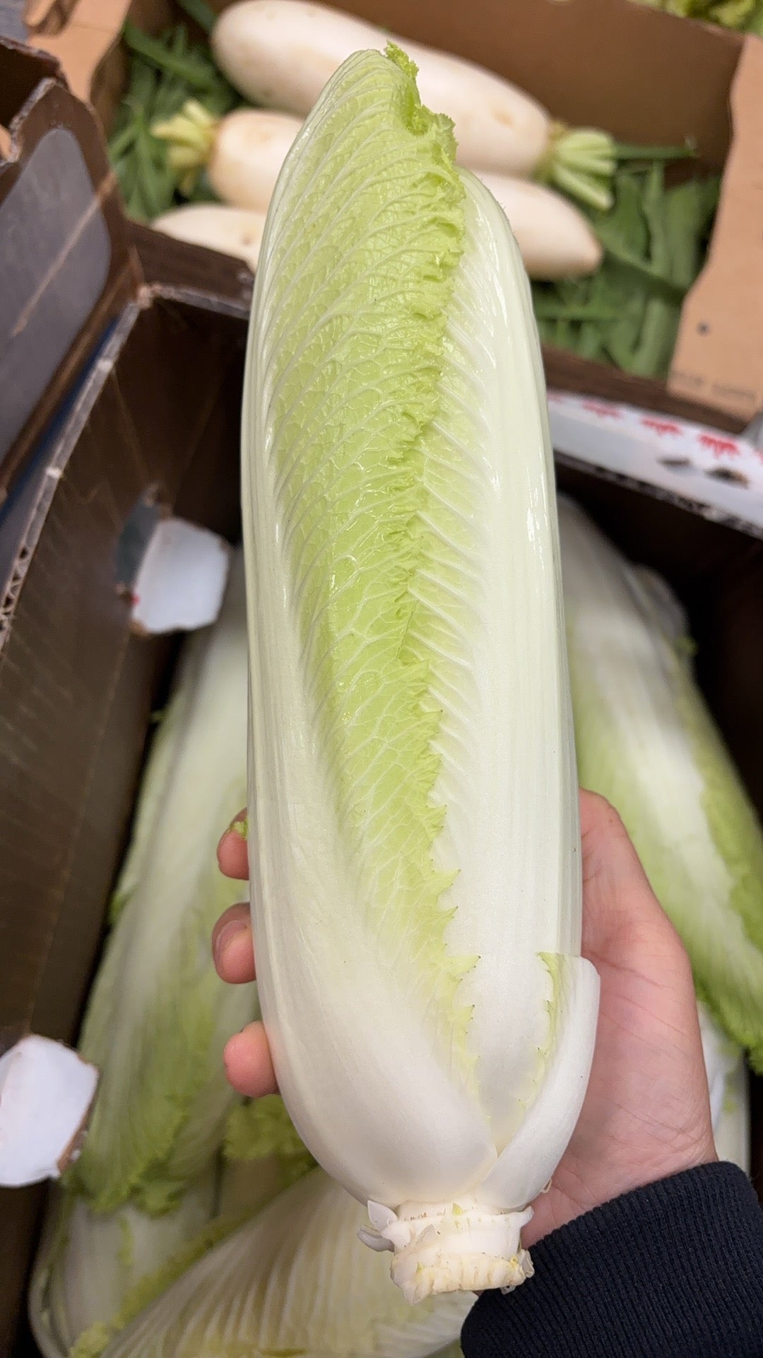 长白菜🥬 1磅