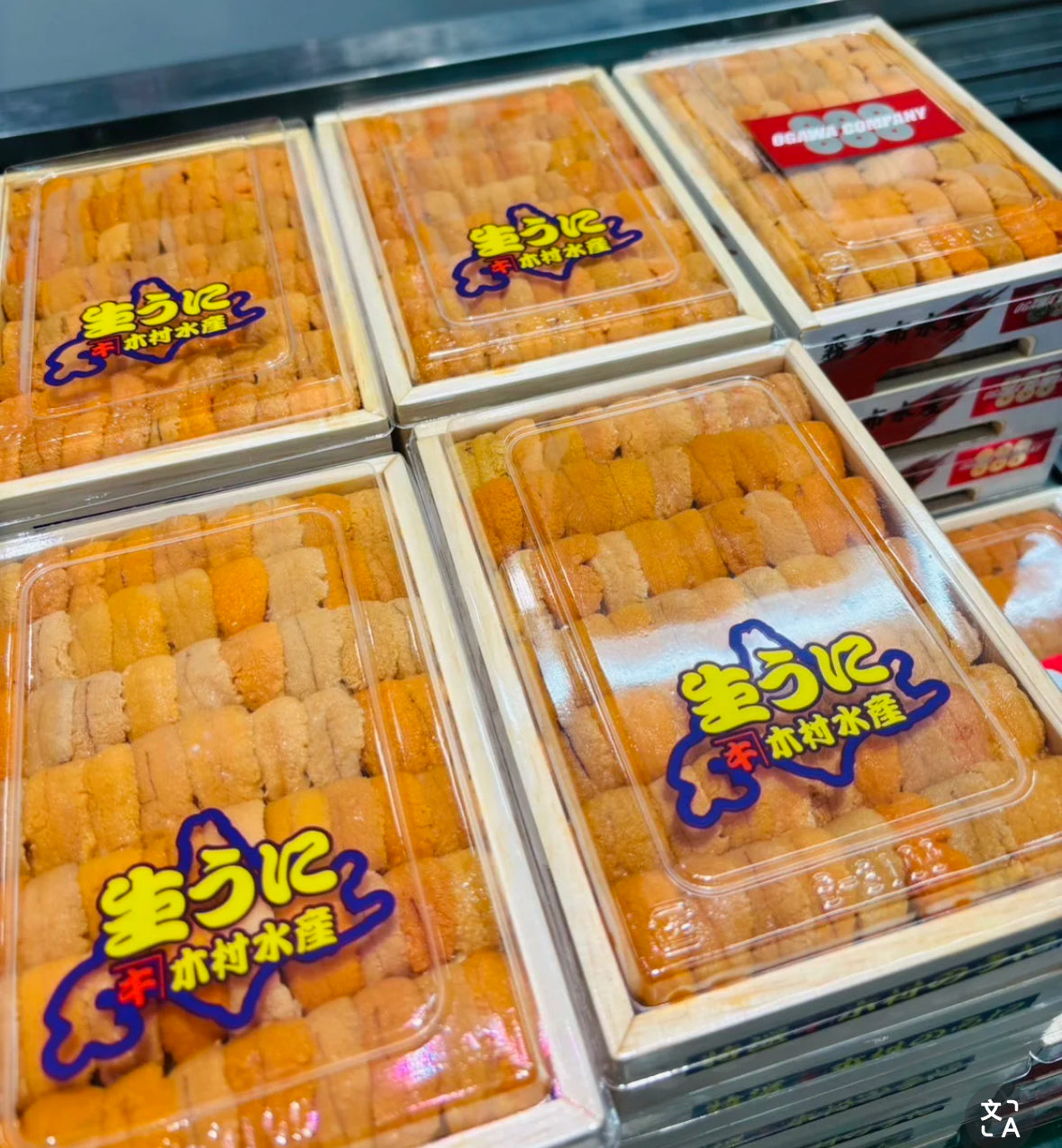 Uni 海胆