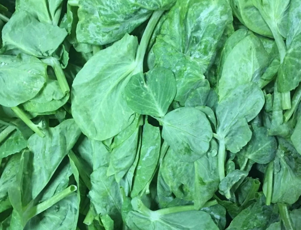 大豆苗 1磅 （每人限买1磅）