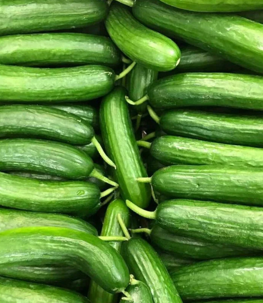 波斯小黄瓜 1磅