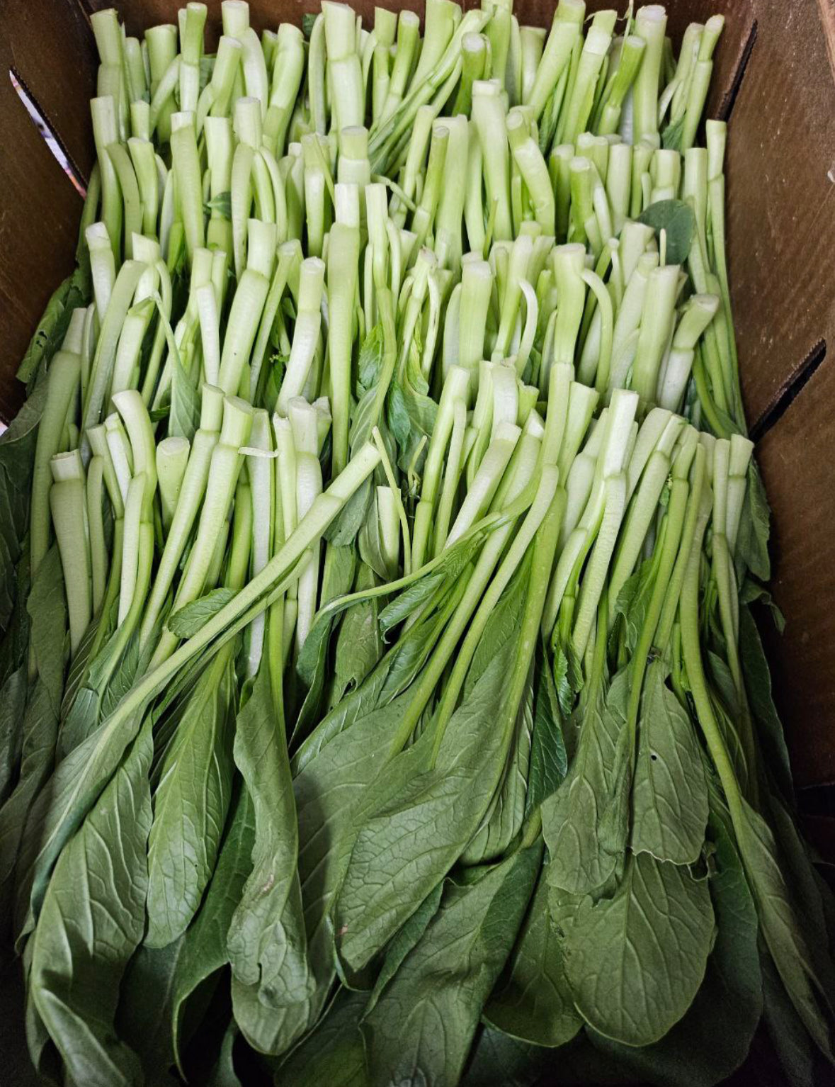 菜心 1磅 （蔬菜卡）