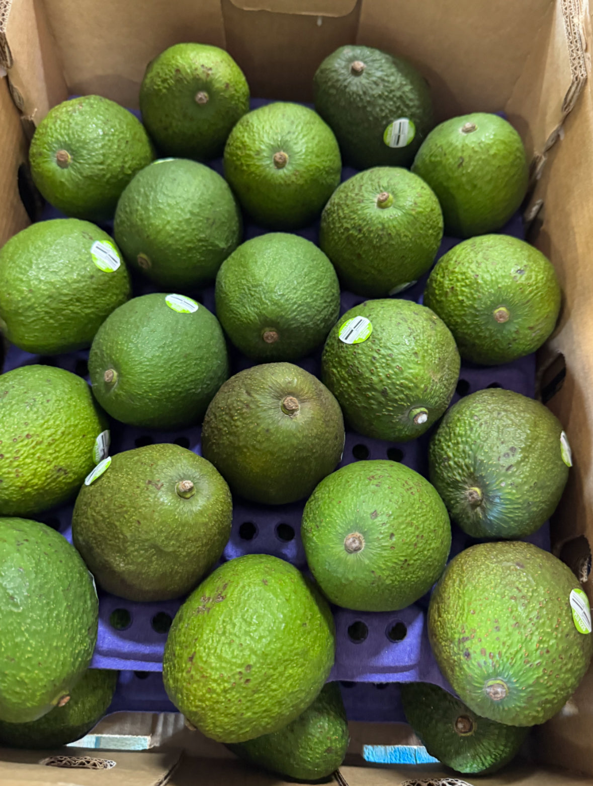 GC-牛油果🥑 3个