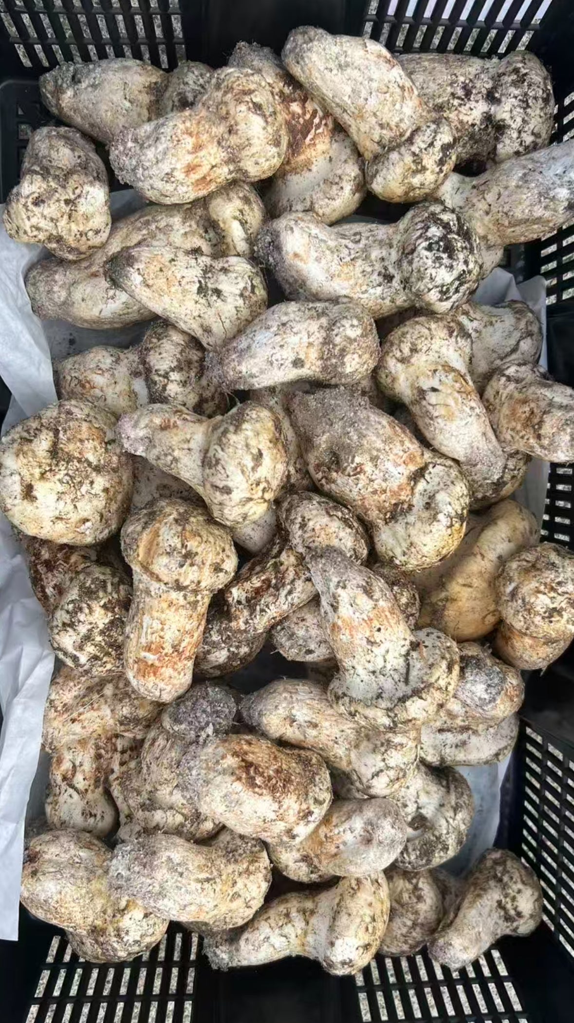 西雅图野生松茸 2磅 周一