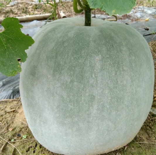 冬瓜 10磅 多除少补