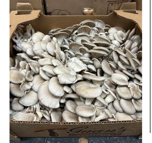 Gift Card Oyster Mushrooms 1lb