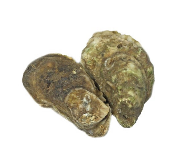 BBQ Oyster x Large 烧烤生蚝🦪 12个