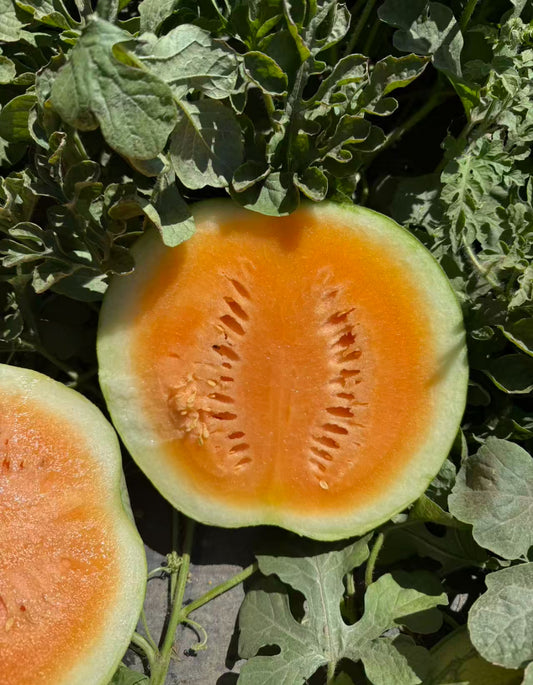Orange Watermelon 13-15lbs