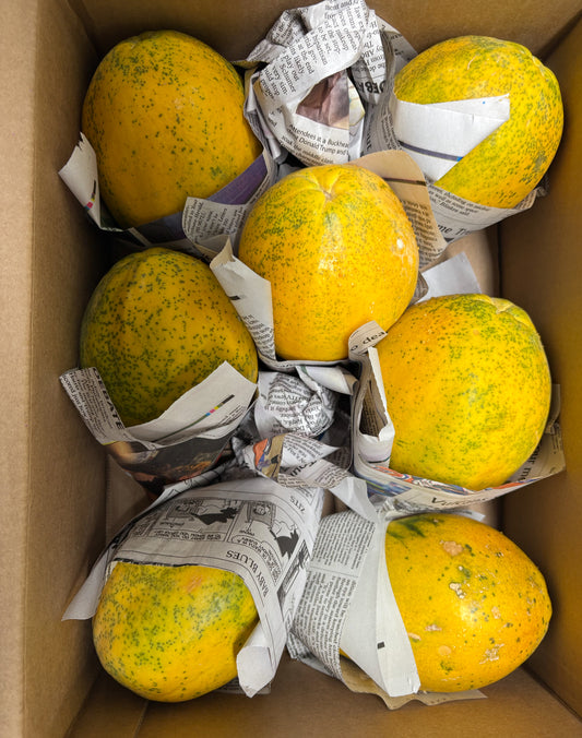 Hawaii Papaya