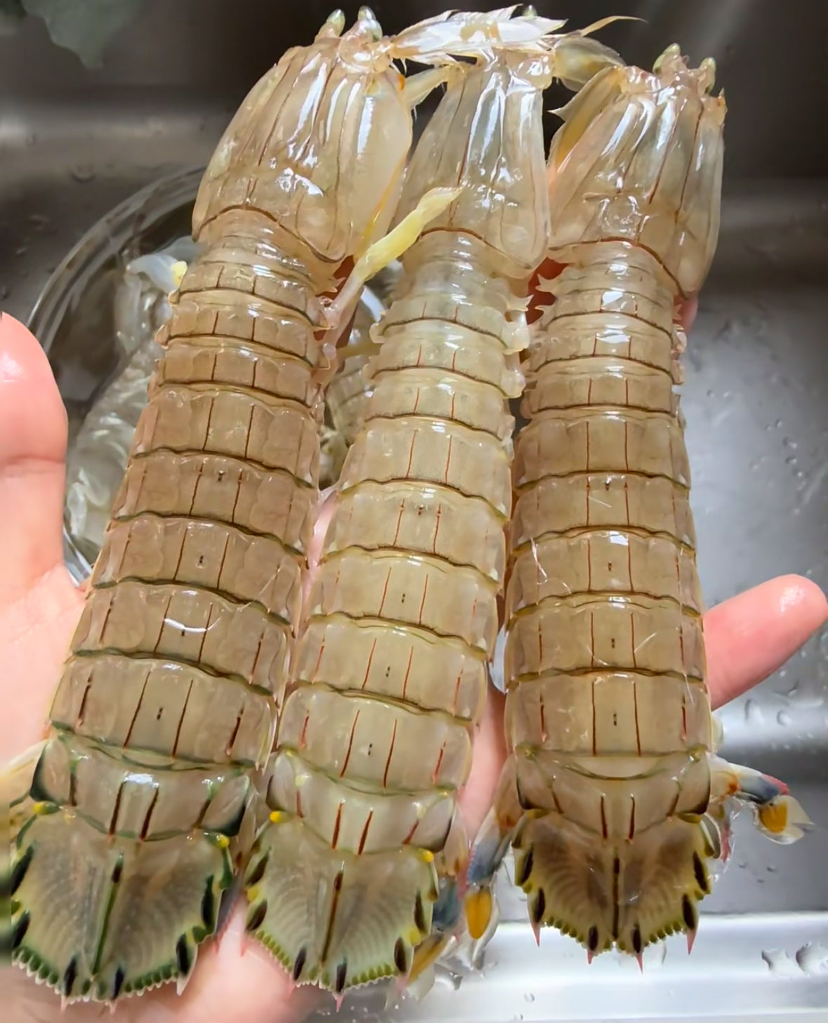 皮皮虾 2磅