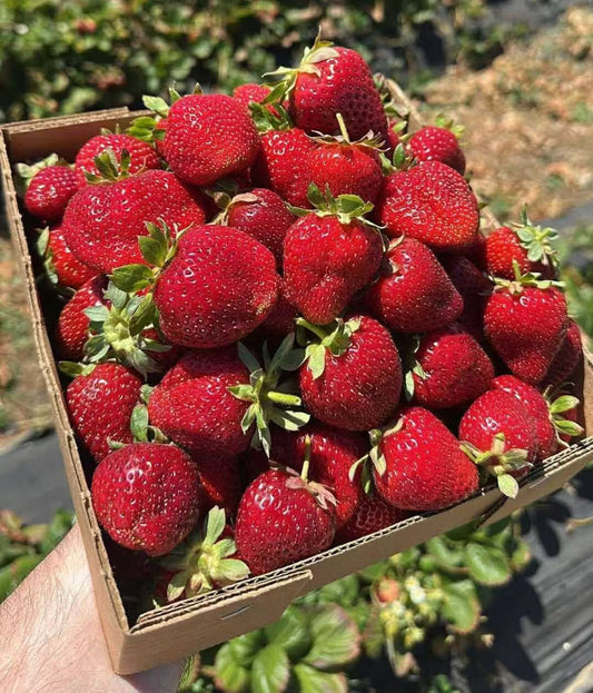 Gift Card Strawberry 奶油草莓🍓 6磅