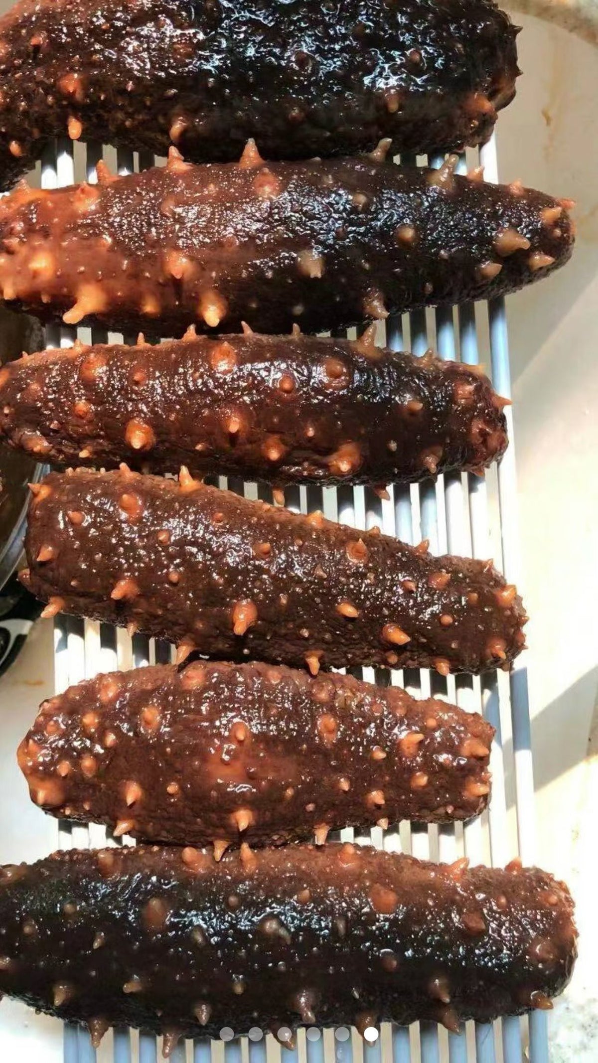 新鲜海参 10磅