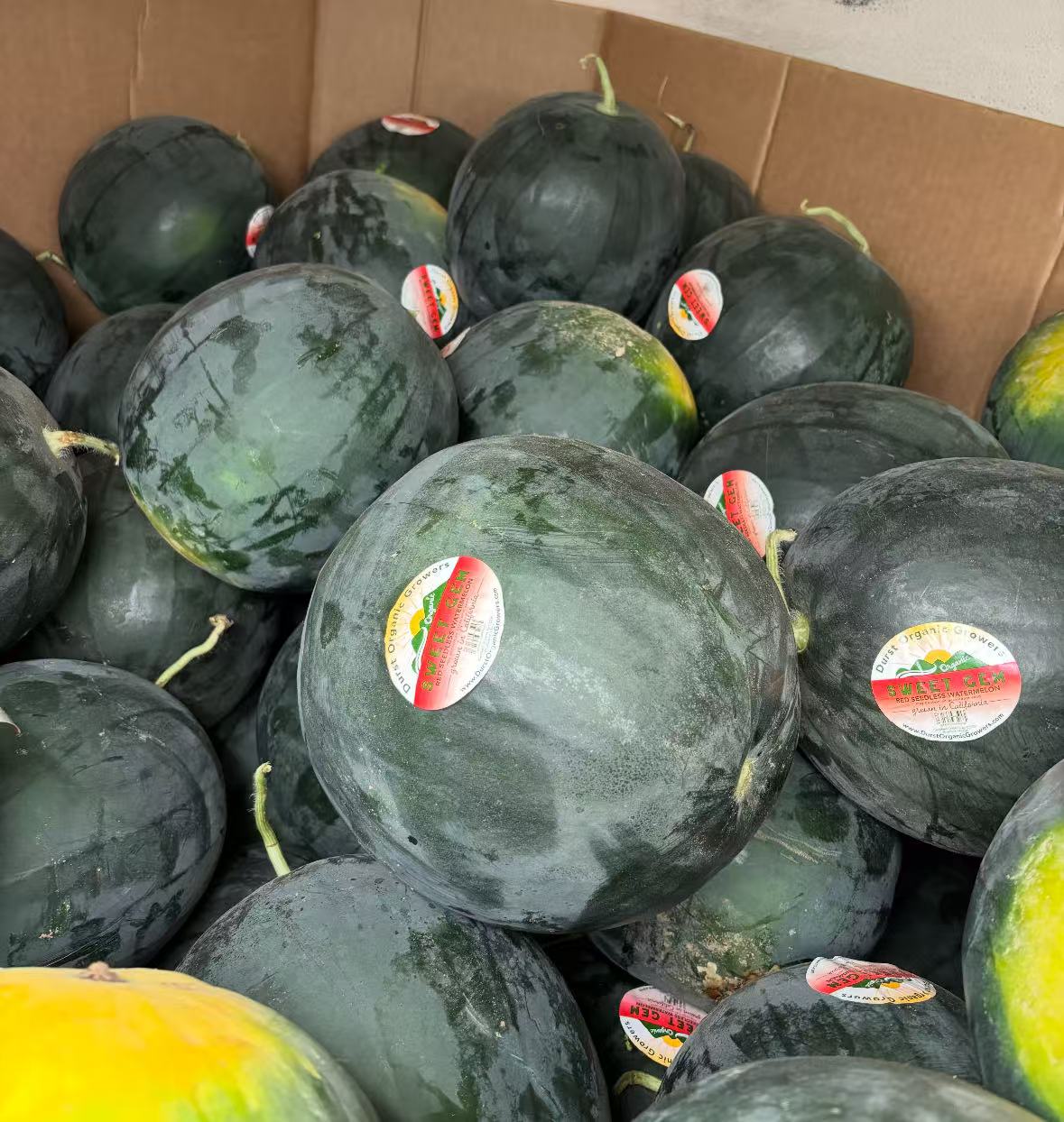 有机西瓜 1个 10-12磅左右