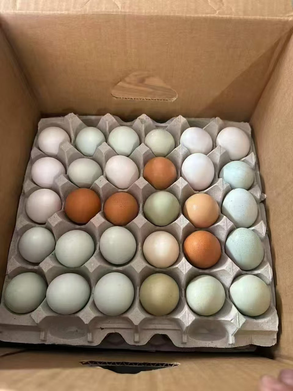 乌鸡蛋 30个