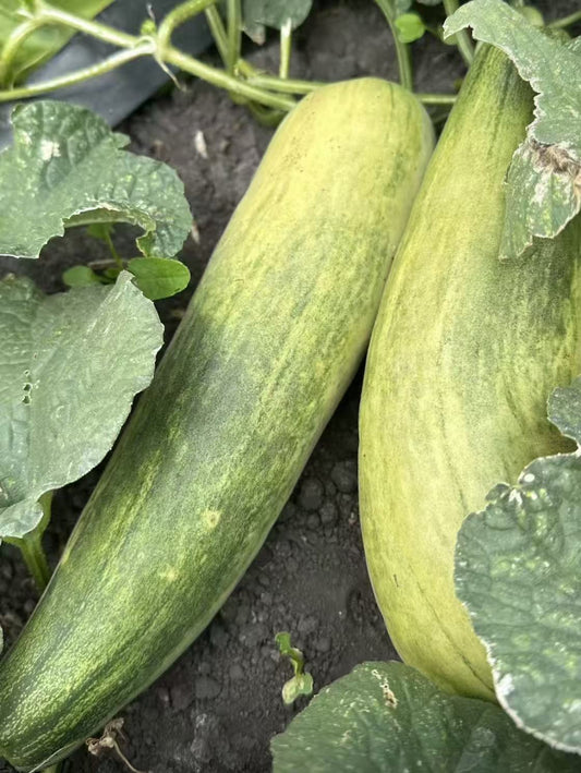 本地农场羊角蜜 2lbs