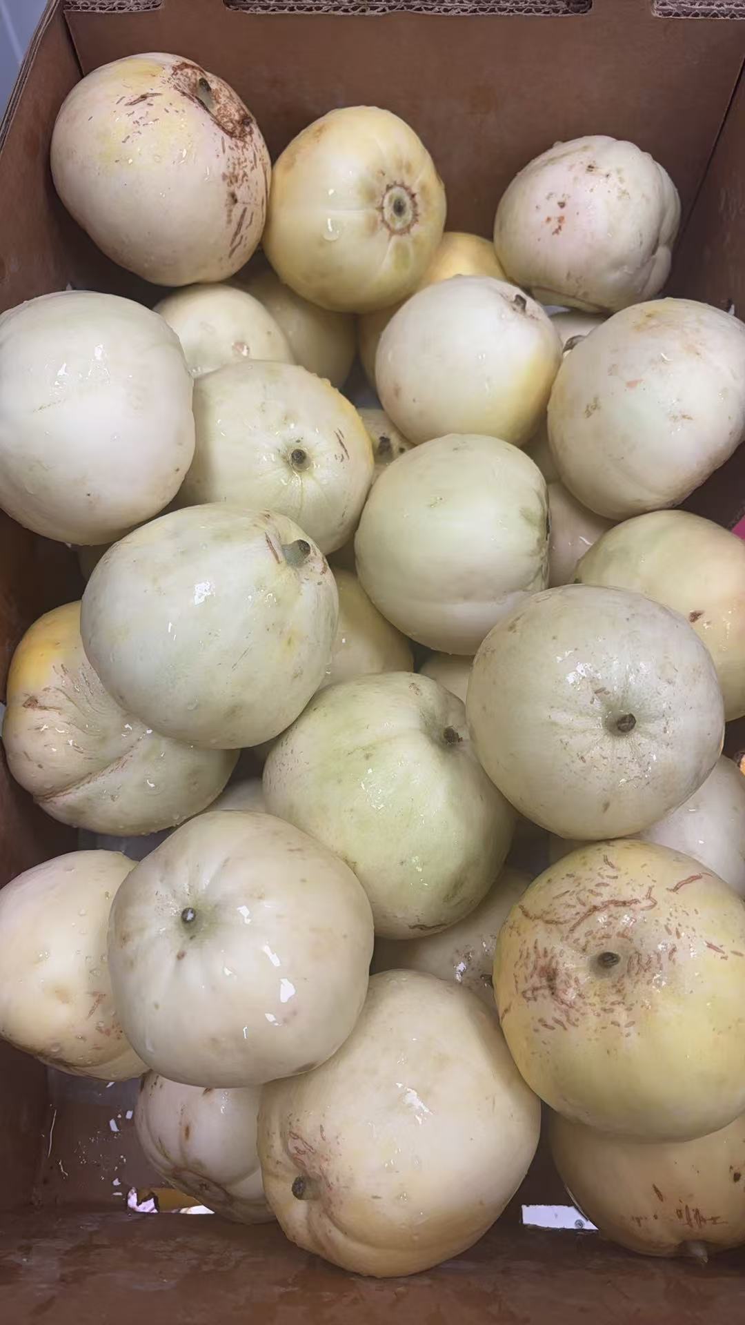 Gift Card 台湾香瓜🍈 2磅