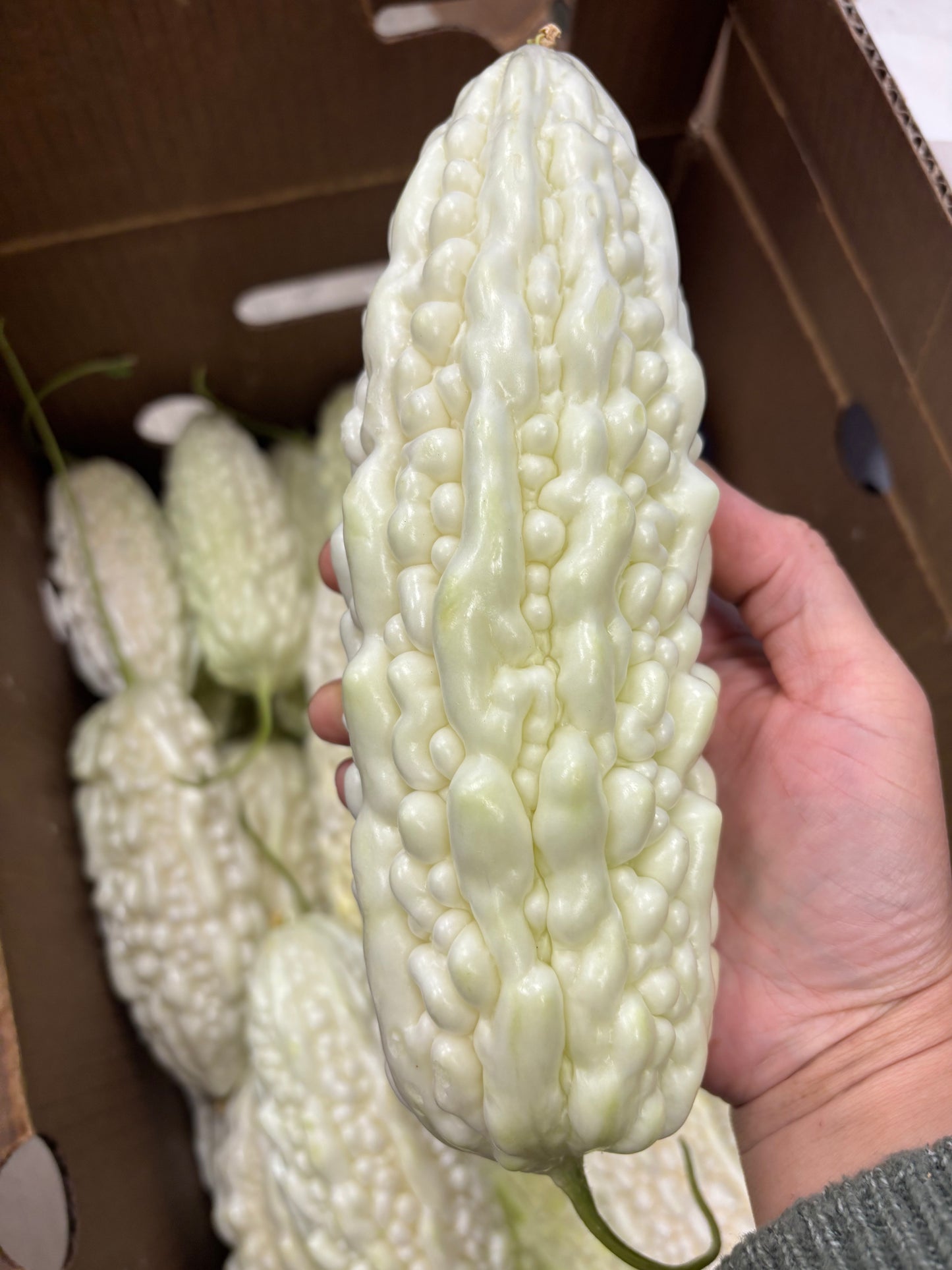 白玉苦瓜 2磅
