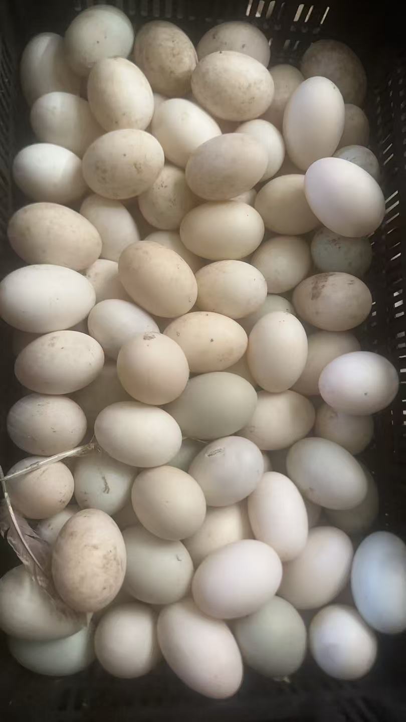 鹅蛋 2个