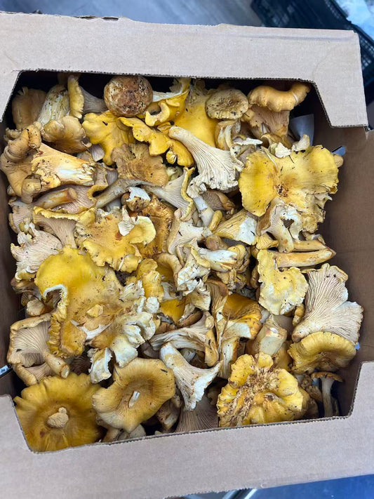 野生鸡油菌 2磅