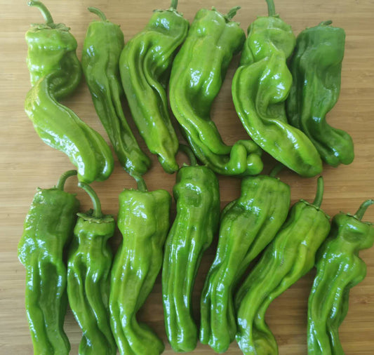 GC-马椒 1lbs