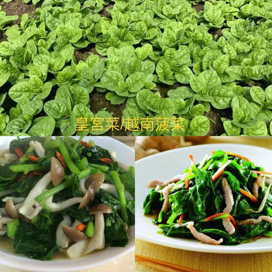 GC-孱菜 2磅