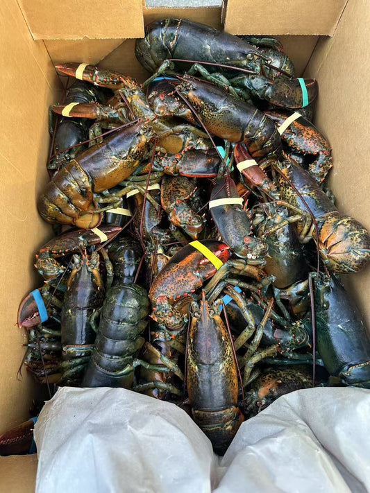 Lobster Small 5磅 大概2-3只