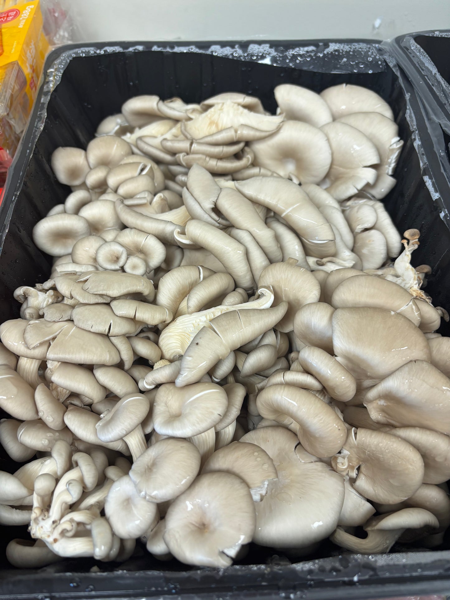 GC-美国蚝菇 1磅