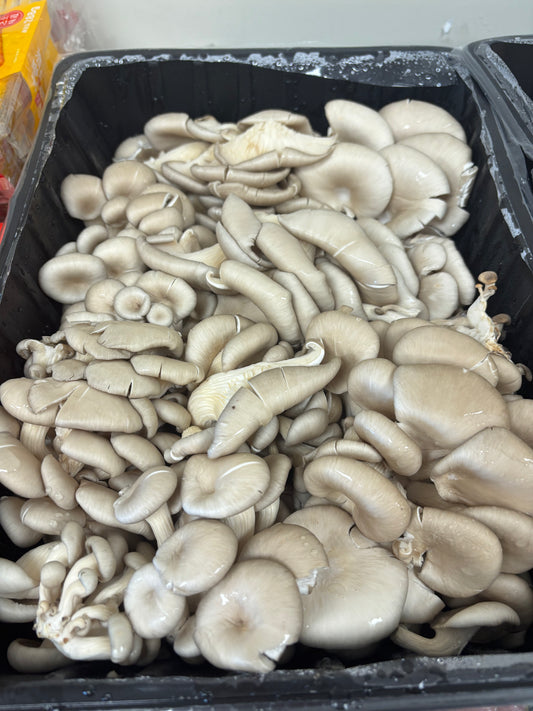 GC-美国蚝菇 1磅