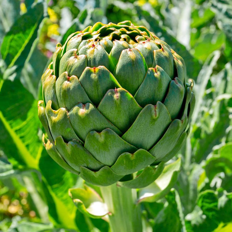 Artichoke 2Pcs