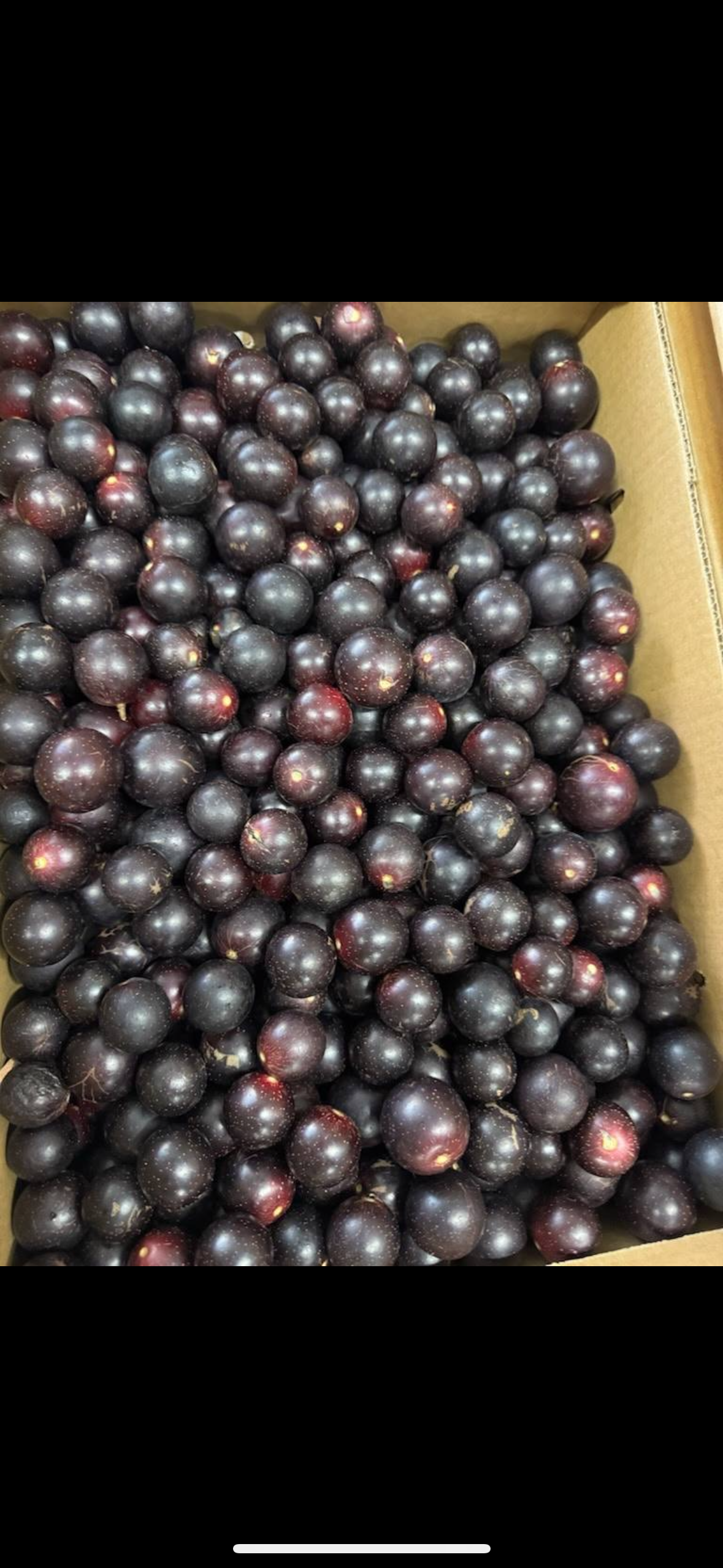 GC-树葡萄🍇 3磅